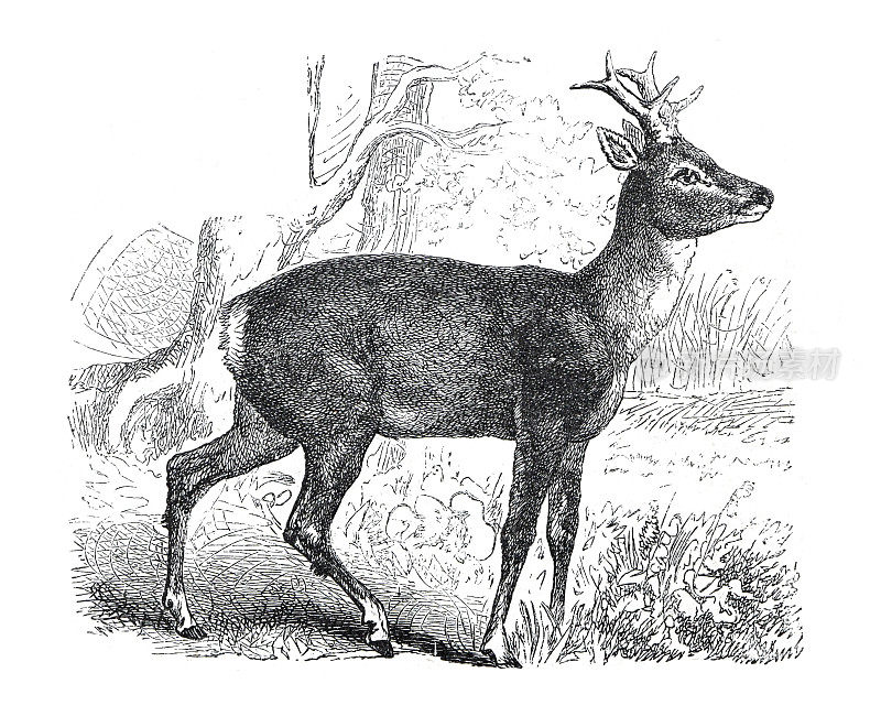 年份野生动物狍(Cervus capreolus)。欧洲人。野生动物狍手绘插图。复古的风格。